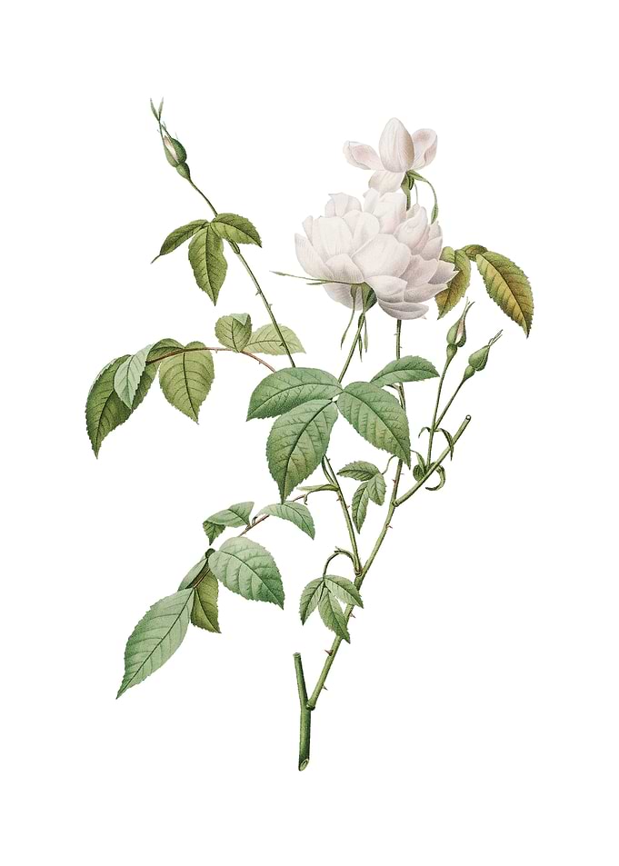 Vintage White Bengal Rose
