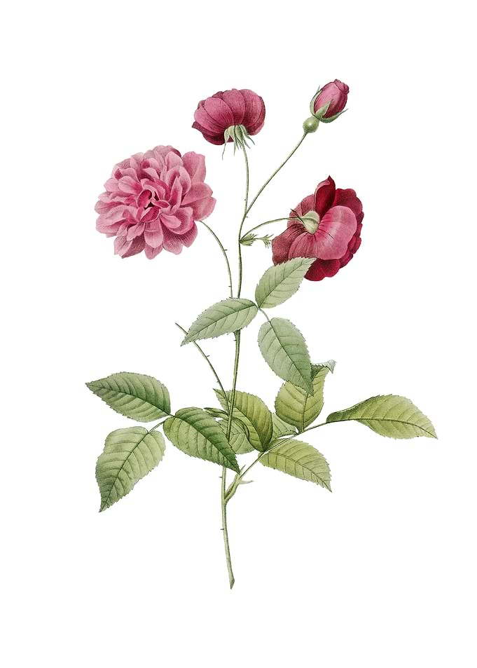 Vintage China Rose Flower
