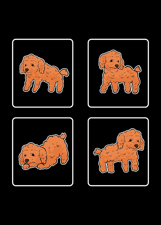 Toy Poodle