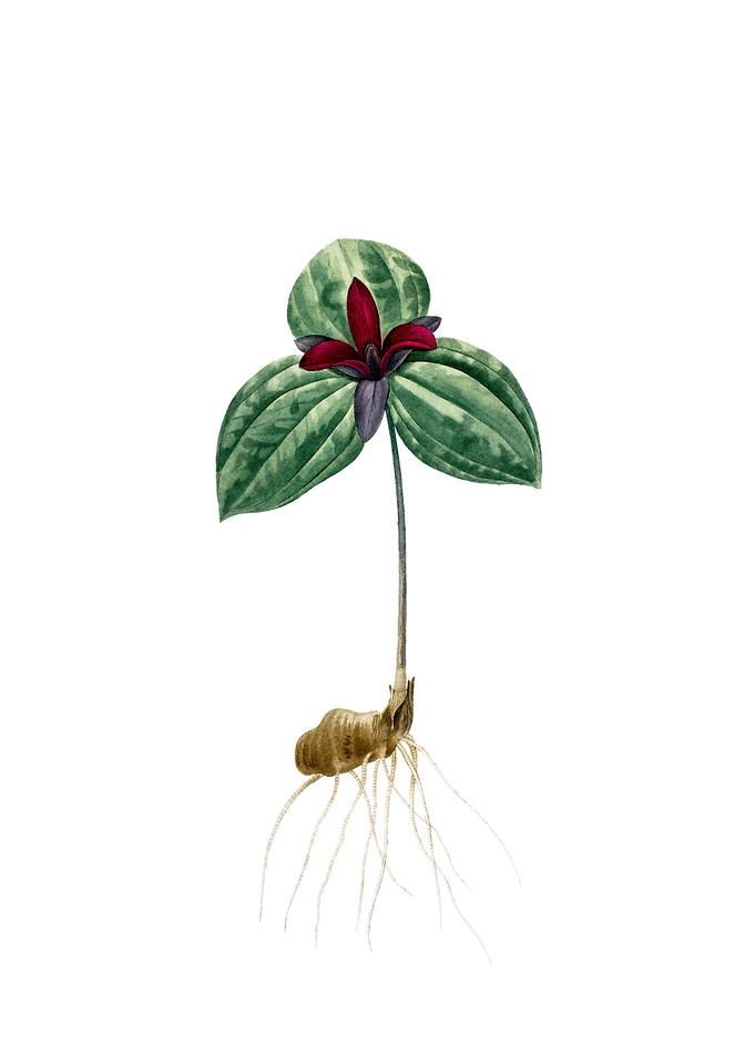 Vintage Tri Flower