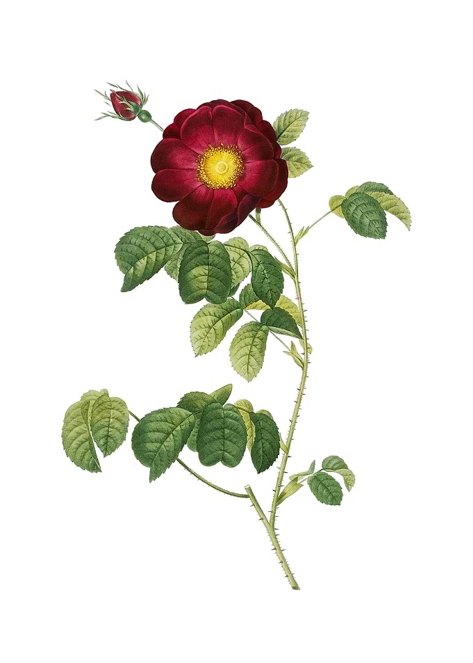 Vintage Rose on White