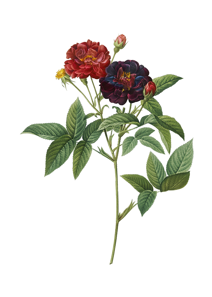Vintage Van Eeden Rose