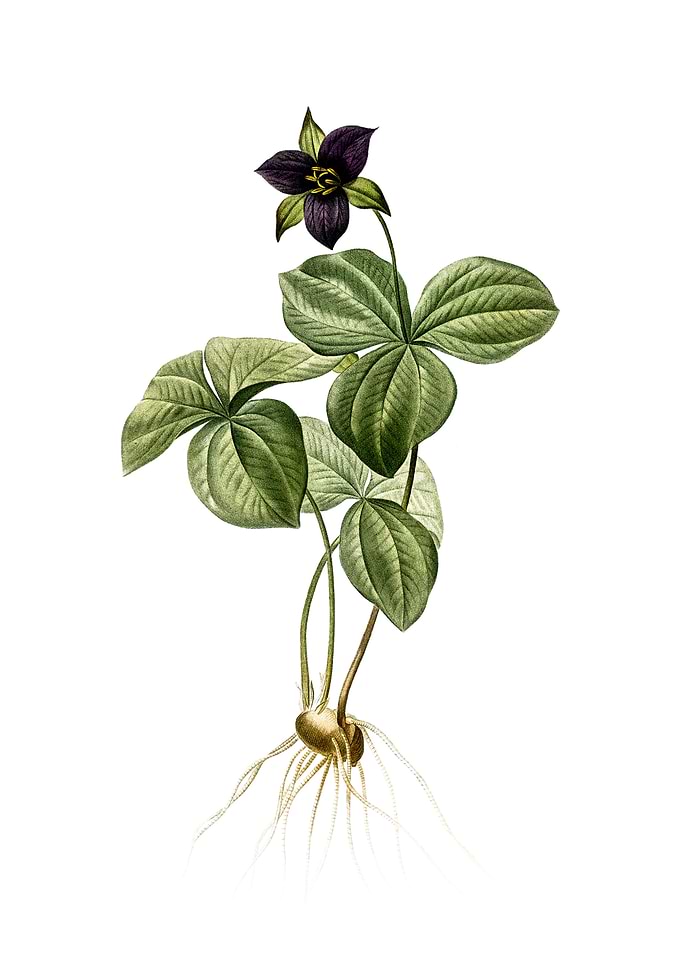 Trillium Rhomboideum
