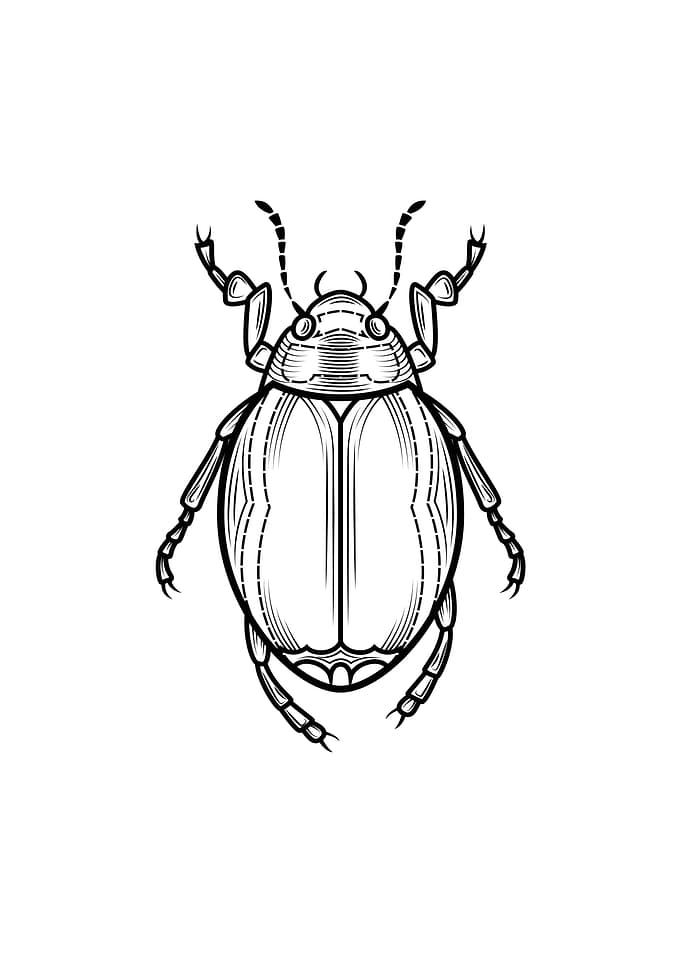 insect