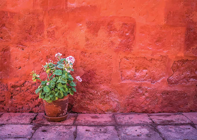 Potted cactus