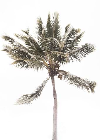 Tropical Beach Palm 1