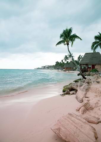 Caribbean Palm Ocean 1
