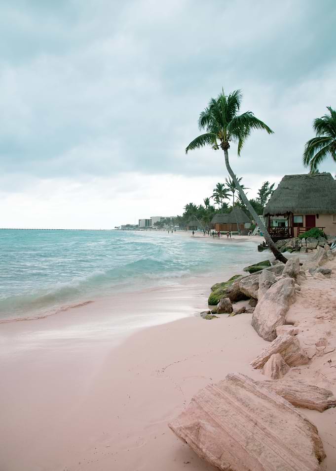 Caribbean Palm Ocean 1