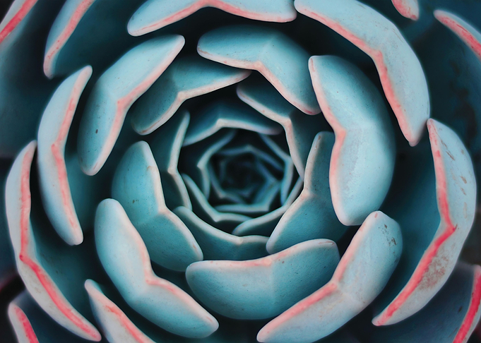 Flower cactus