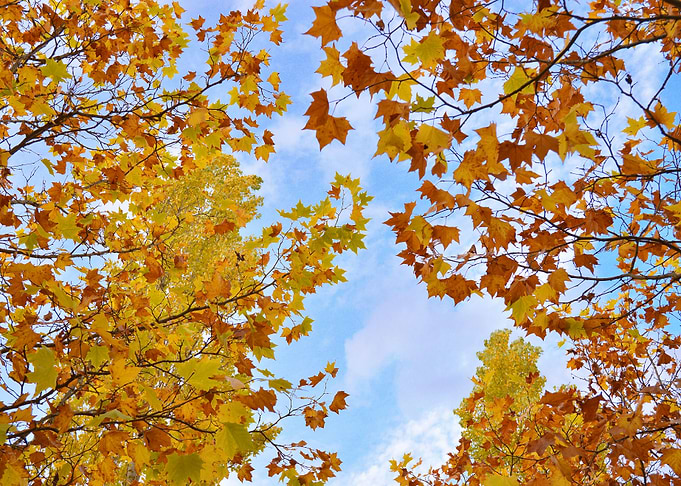Autumn colors