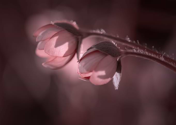 Pink forest hepatica