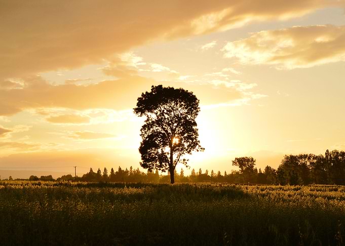 Arbol y arrebol