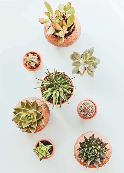 Cactus 1