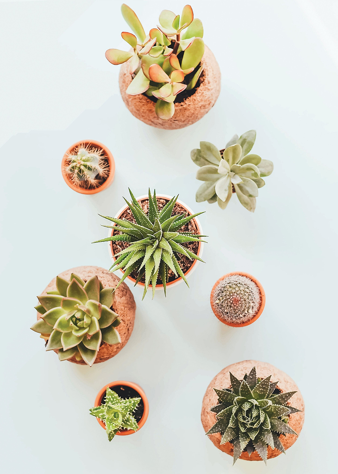 Cactus 1