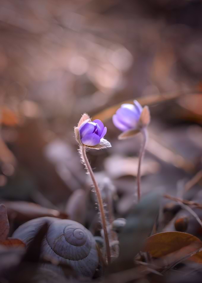 Purple forest hepaticas
