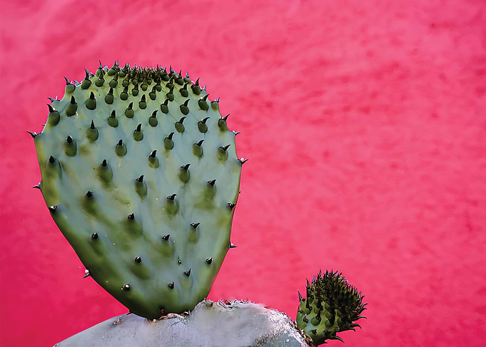 Mexican cactus