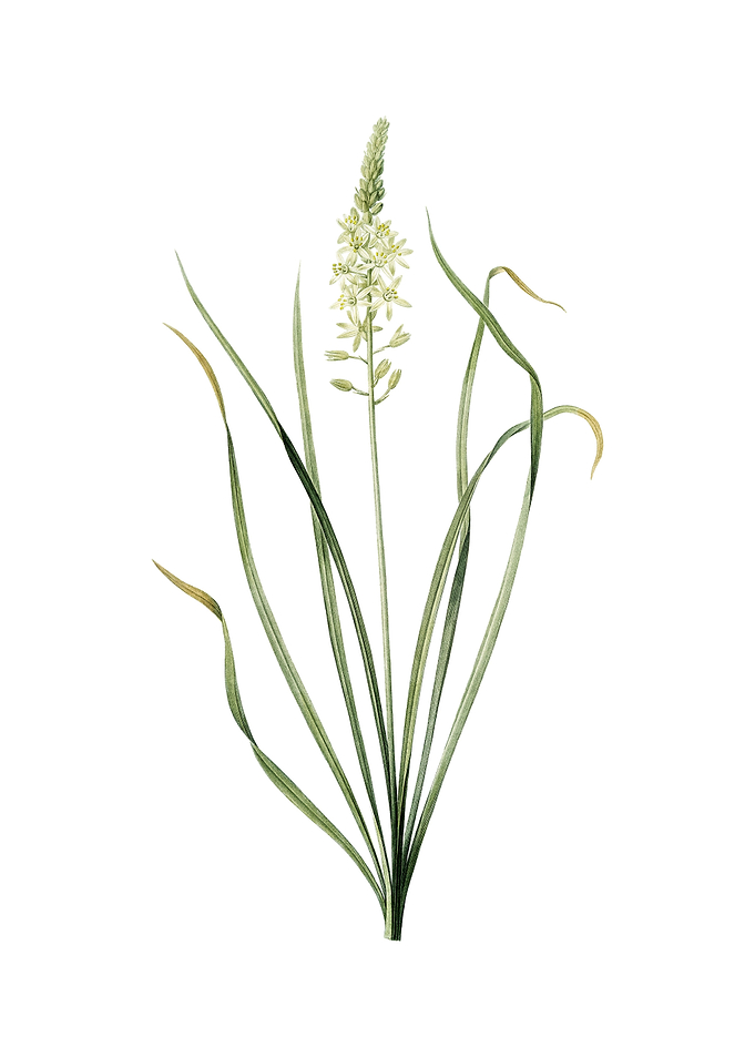 Vintage Wild Asparagus