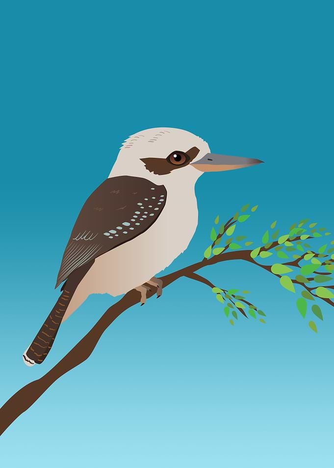 Kookaburra