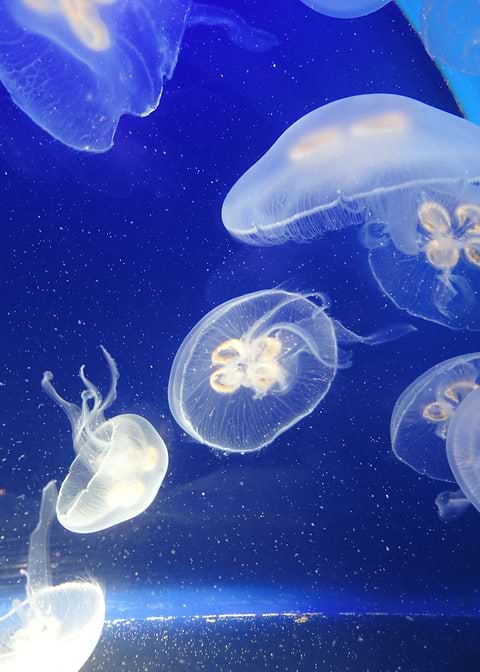 Floating Free