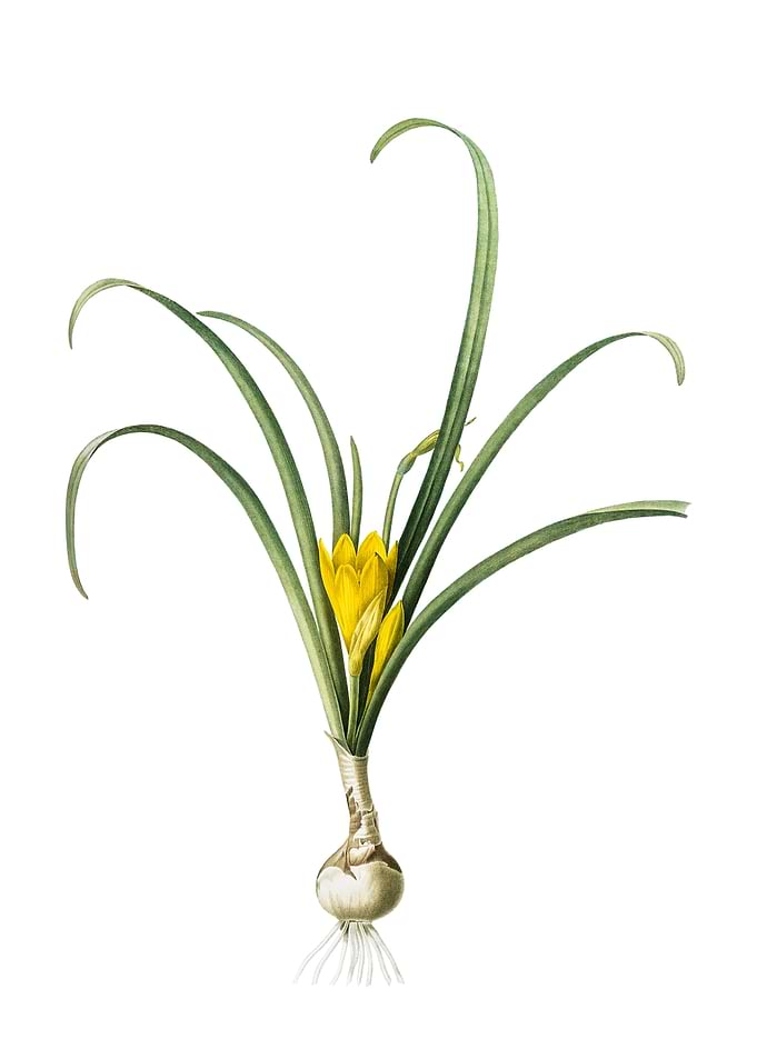 Yellow Autumn Crocus