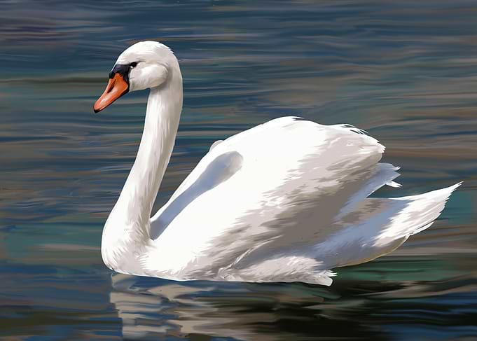 swan