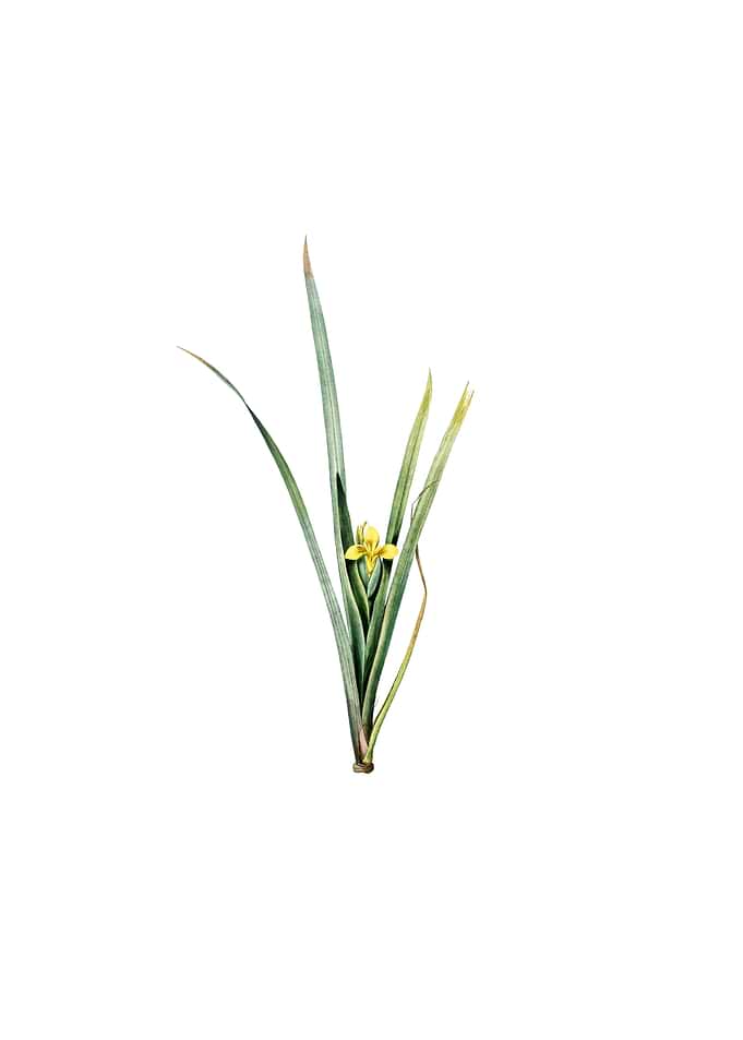 Vintage Yellow Iris Flower
