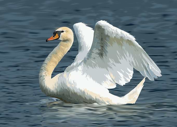 swan