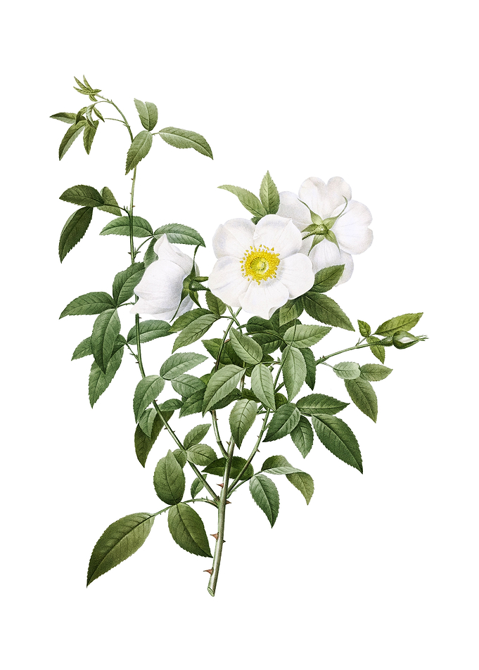 Vintage White Rose of Snow