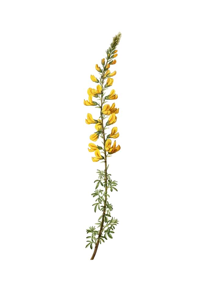 Vintage Adenocarpus Flower