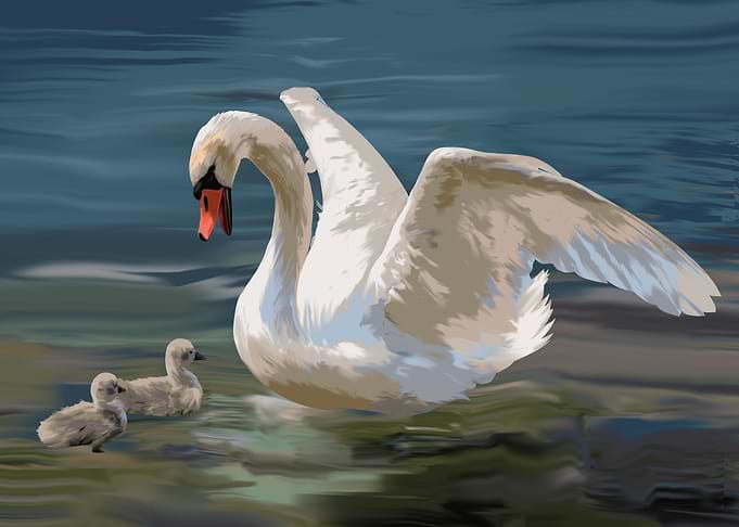 swans
