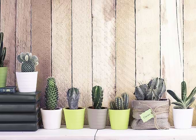 Spotted cactus
