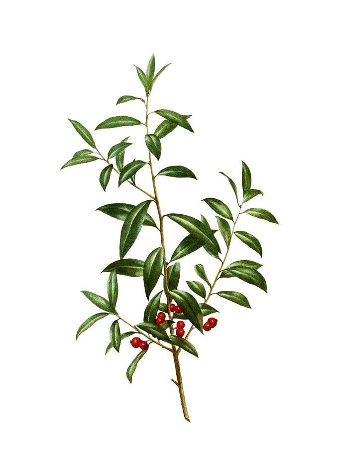 Alabama Dahoon Branch
