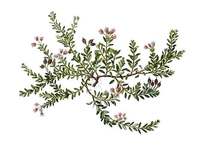 Vintage Alpine Azalea