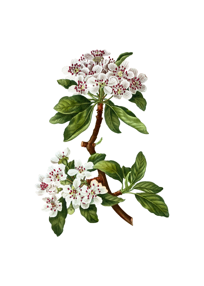 Vintage Almond Leaved Pear