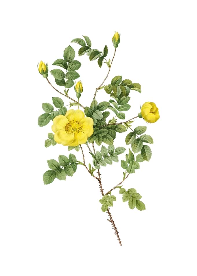 Yellow Sweetbriar Rose