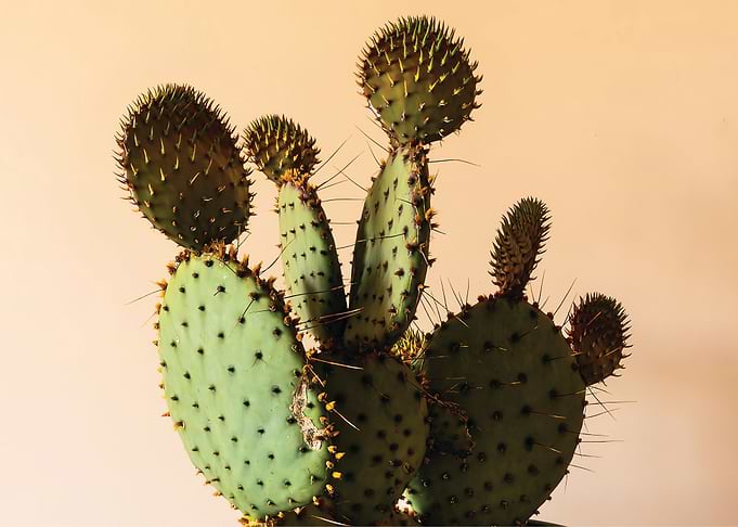 Opuntia ficus indica