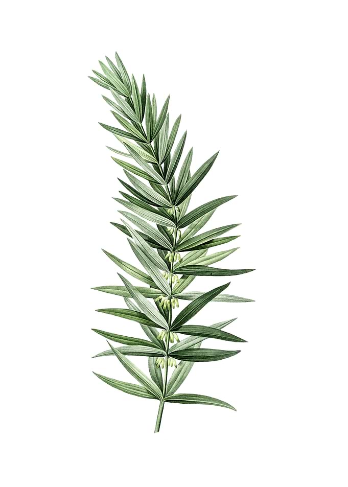 Whorled Solomons Seal