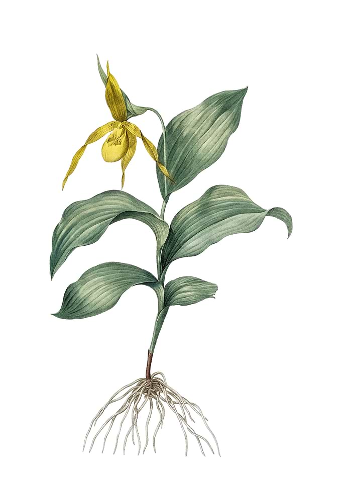Ladys Slipper Orchid