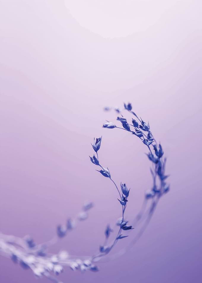 Twig