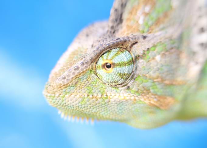 Pale Chameleon