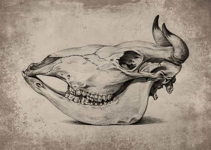 Cow Skull 2