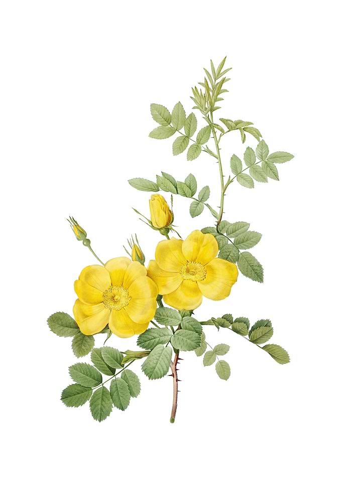 Yellow Sweetbriar Roses