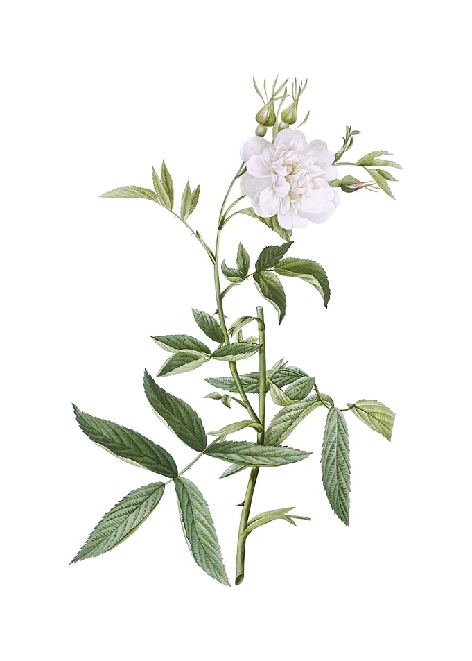 Vintage White Rose of York