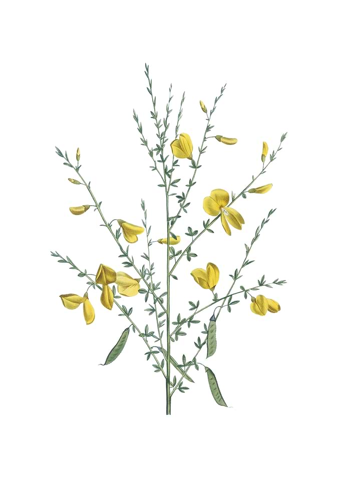 Yellow Broom Flowers