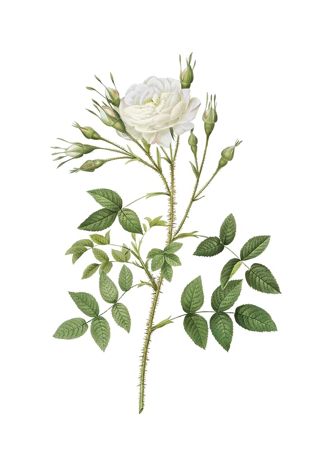 White Rose of Rosenberg