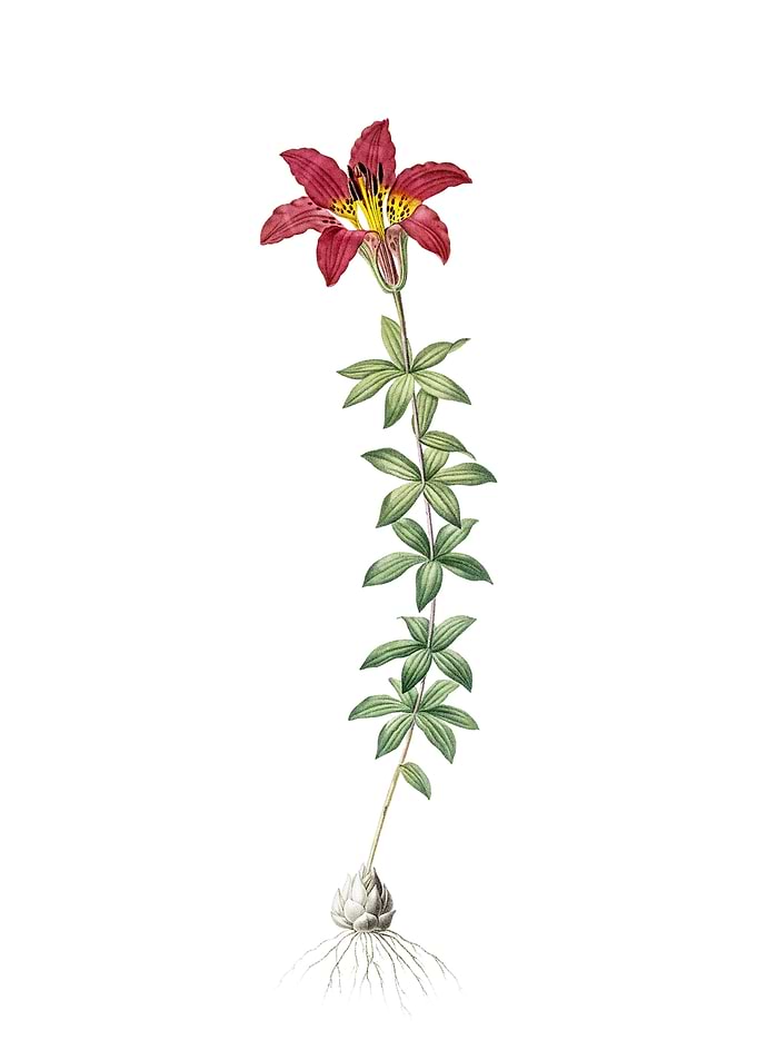 Vintage Wood Lily on White