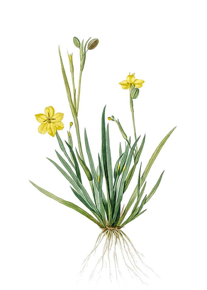 Vintage Yellow Eyed Grass