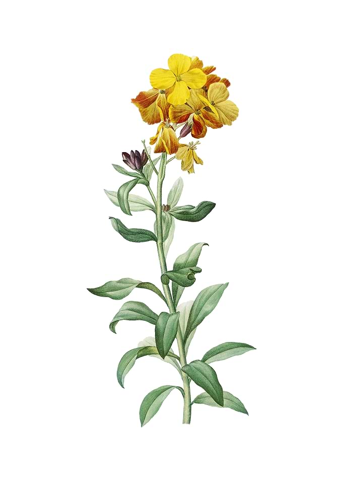 Yellow Wallflower Bloom