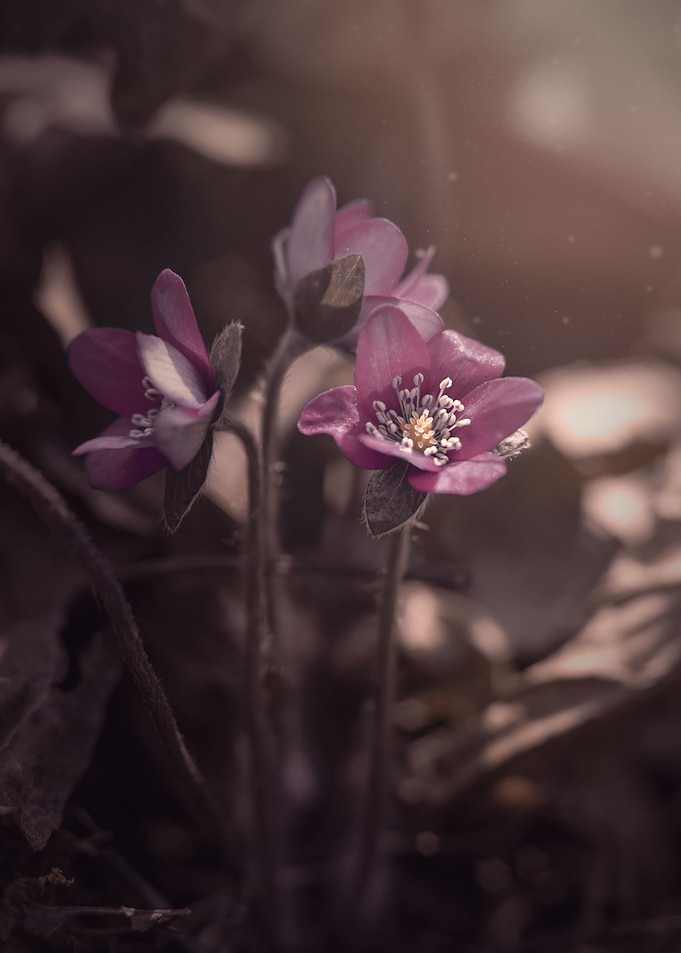 Pink Hepatica flower,macro