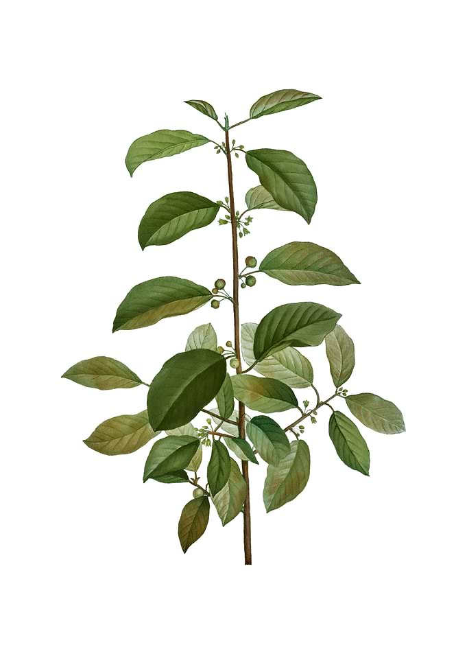 Vintage Alder Buckthorn